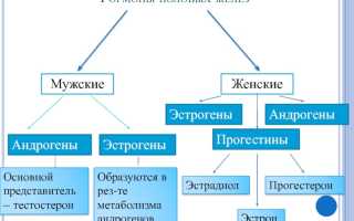 Все, что вы хотели бы знать о гормонах человека
