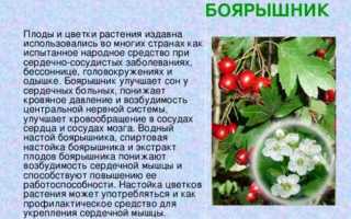 Боярышник при давлении: полезные рецепты и советы лечения гипертонии