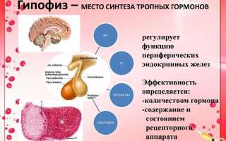 Все, что вам следовало бы знать о гипофизе — самое подробное описание