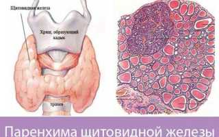 Самое важное про фолликулы щитовидной железы